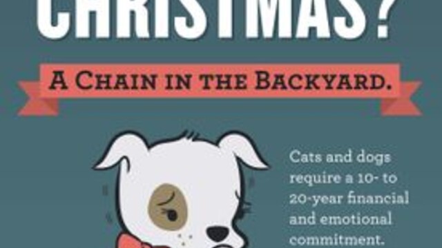 Zviera ako dar: životný rozsudok iného tvora nie je to správne prekvapenie