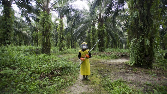 Produkcia palmového oleja rastie, dažďové pralesy hynú